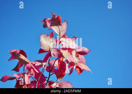 Branches with bright red beech leaves and bright blue sky background Stock Photo
