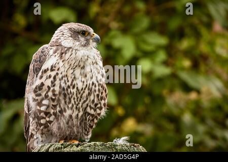 One saker falcon (Falco cherrug) sitting on a tree stump in nature Stock Photo