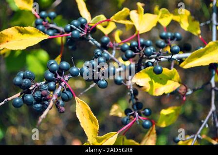 Prunus padus (bird cherry, hackberry, hagberry, Mayday tree) branches with black berries and yellow leaves on blurry background Stock Photo