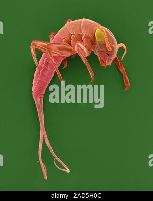 Coloured scanning electron micrograph (SEM) of Mayfly aquatic nymph (Baetis sp.). Mayflies are insects which belong to the Order Ephemeroptera. They h Stock Photo