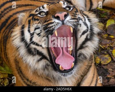 Sumatran tiger Panthera tigris sondaica yawning CAPTIVE Stock Photo