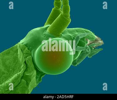 Coloured scanning electron micrograph (SEM) of Lacewing head (Chrysopa sp.). Chrysopa is a genus of green lacewings in the neuropteran family Chrysopi Stock Photo