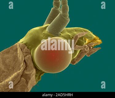 Coloured scanning electron micrograph (SEM) of Lacewing head (Chrysopa sp.). Chrysopa is a genus of green lacewings in the neuropteran family Chrysopi Stock Photo