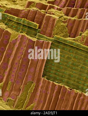 Petrified redwood (Sequoia affinis) longitudinal section, coloured scanning electron micrograph (SEM). This image of petrified redwood shows lignified Stock Photo