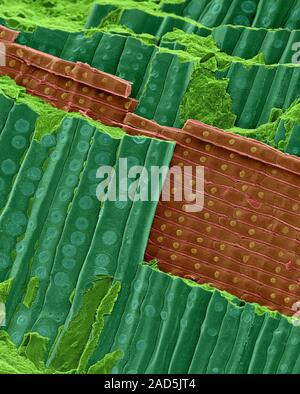 Petrified redwood (Sequoia affinis) longitudinal section, coloured scanning electron micrograph (SEM). This image of petrified redwood shows lignified Stock Photo