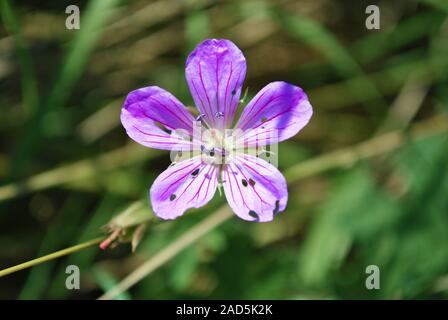 Geranium pratense, the meadow crane's-bill or meadow geranium close up detail, soft blurry green grass background Stock Photo