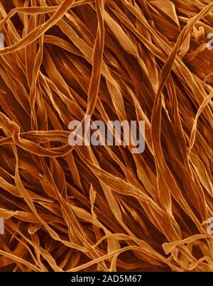 Coloured scanning electron micrograph (SEM) of Cotton (100%) flannel fabric. Cotton is a natural fibre obtained from several plants belonging to the G Stock Photo