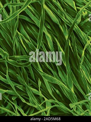 Coloured scanning electron micrograph (SEM) of Cotton (100%) flannel fabric. Cotton is a natural fibre obtained from several plants belonging to the G Stock Photo