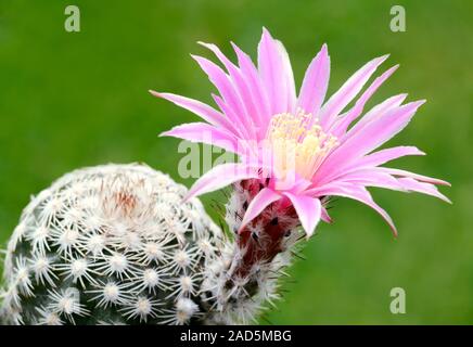 Close-up of a single pink cactus flower of (Echinocactus reichenbachii). Private collection, Cambridgeshire, UK. Stock Photo