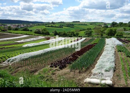 Allium cepa, Onion, Lactuca sativa, Salad, Feldanbau Stock Photo