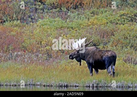 bull Moose / Alaska Moose / Alaskan Moose / Giant Moose Stock Photo