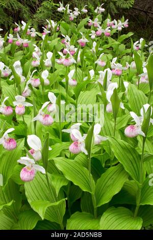 Showy lady's-slipper orchid (Cypripedium reginae). Photographed in Canada. Stock Photo