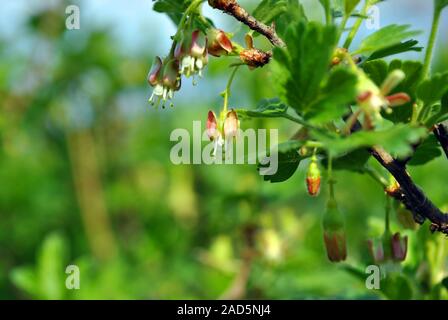 Gooseberry flower close up detail, soft green blurry leaves and bright blue sky background Stock Photo
