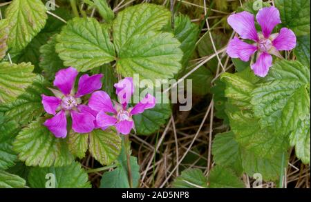 Arctic bramble (Rubus arcticus) in flower. Photographed in Canada. Stock Photo