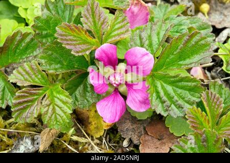 Arctic bramble (Rubus arcticus) in flower in limestone tundra. Photographed in Canada. Stock Photo