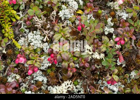 Lingonberry (Vaccinium vitis-idaea ssp. minus) in flower in lichen-rich arctic tundra. Photographed in Newfoundland, Canada. Stock Photo