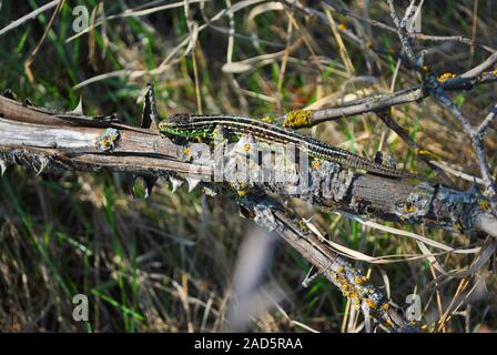 Gray lizard on ranch without leaves, macro close up detail, soft blurry bokeh background Stock Photo