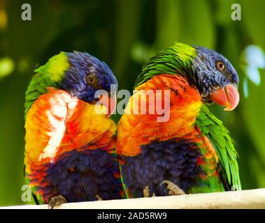 Australian Rainbow Lorikeets Trichoglossus haematodus. Found in Hamilton Island, Whitsundays, Australia. Stock Photo