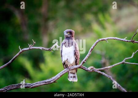 Birds of prey - Black Chested Buzzard Eagle Geranoaetus melanoleucus ...