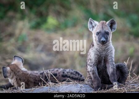 Young Spotted hyena starring at the camera. Stock Photo