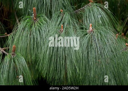 Cones and foliage of the smooth-bark Mexican pine (Pinus pseudostrobus var. apulcensis) endemic to Mexico. Stock Photo