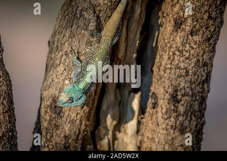 Southern tree agama in a tree. Stock Photo