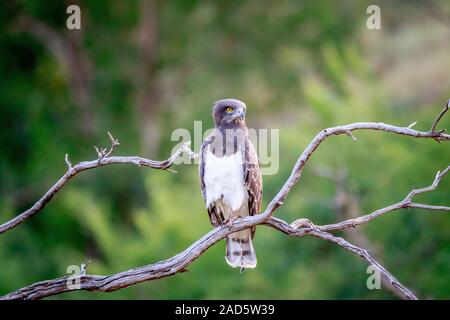 Black-chested snake eagle sitting on a branch. Stock Photo