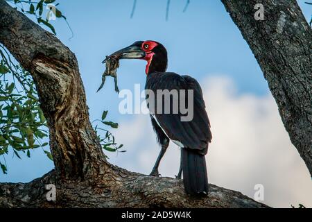 Southern ground hornbill with a kill. Stock Photo