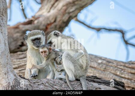 Family of Vervet monkeys sitting in a tree. Stock Photo