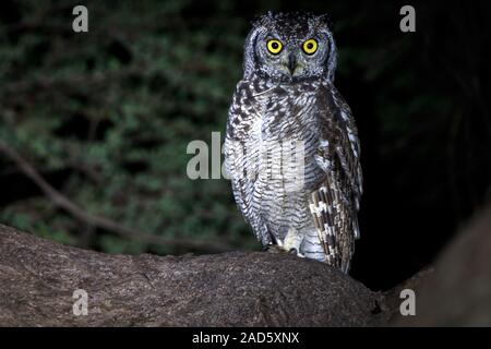 Spotted eagle-owl sitting in a tree. Stock Photo
