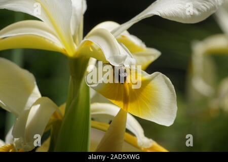 Iris ochroleuca, syn. Iris orientalis, oriental iris, with bee Stock Photo