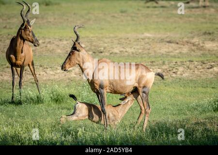 Red hartebeest calf suckling from his mother. Stock Photo