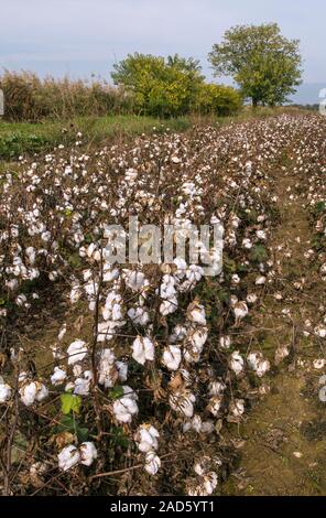 Cotton farm. Rows of cotton (Gossypium hirsutum) plants in seed on a farm, showing the seedspods (bolls), from which cotton is formed. Photographed in Stock Photo