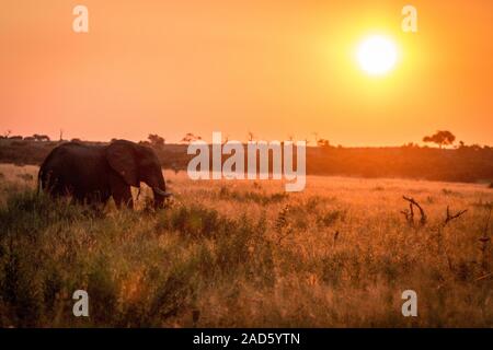 An Elephant walking during the sunset. Stock Photo