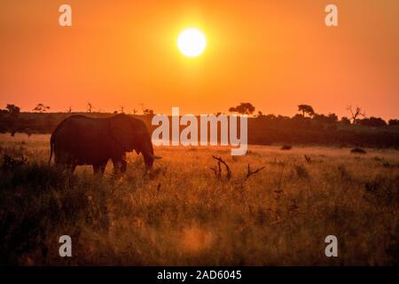 An Elephant walking during the sunset. Stock Photo