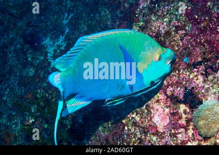 Greenthroat parrotfish (Scarus prasiognathos) grazing on plants growing on a reef wall. A small remora (Echeneis naucrates) is attached to the parrotf Stock Photo
