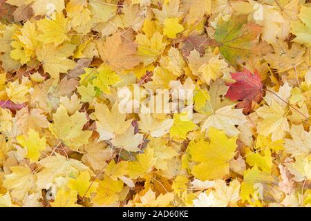 Forest floor with Sugar Maple leaves (Acer saccharum), Fall, Minnesota, USA, by Dominique Braud/Dembinsky Photo Assoc Stock Photo