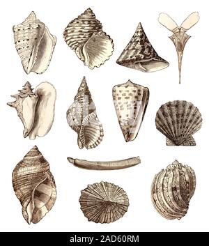 Engravings of common sea shells. Stock Photo