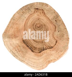 Oak tree slice texture. Irregular shape wood slab with annual rings and cracks isolated on white background Stock Photo