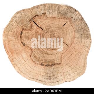 Oak tree slice texture. Irregular shape wood slab with annual rings and cracks isolated on white background Stock Photo