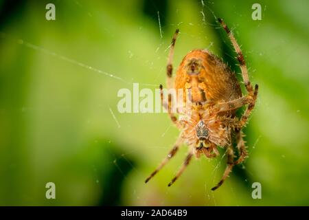 Big orange spider on spider web with blurred green leafs in background Stock Photo