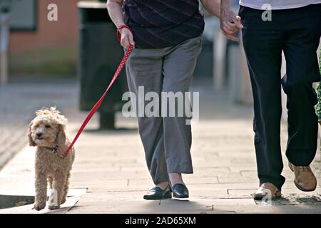 Dementia animal therapy. Dog being walked by a husband and wife who are using a service provided by a community-based dementia resource centre. Dement Stock Photo