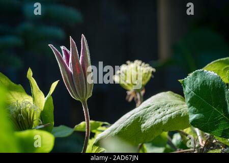 Opening beautiful pink, deep red Clematis flower in a garden Stock Photo