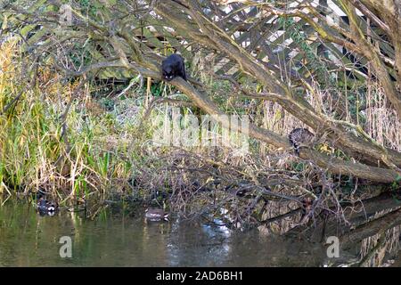 Cats in tree looking down on moorhens in the Union Canal, Edinburgh, Scotland, UK Stock Photo