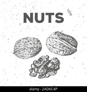 Walnuts in different proportions, handmade, doodle style Stock Vector
