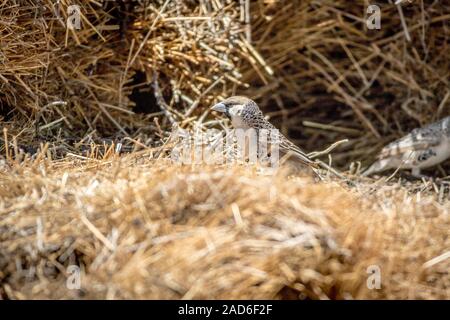 Sociable weaver sitting in his nest. Stock Photo