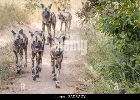 A pack of African wild dogs running. Stock Photo