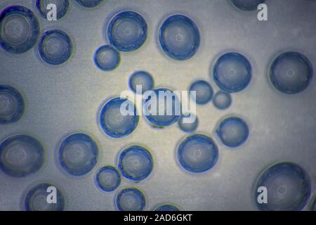 Harmonic backgrounds. Air bubbles in water (bleb) on bright, smooth surface Stock Photo