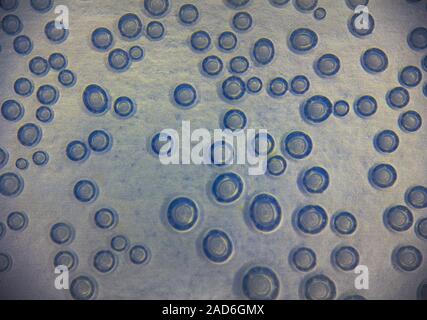 Harmonic backgrounds. Air bubbles in water (bleb) on bright, smooth surface Stock Photo