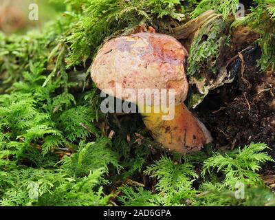 Boletus pulverulentus, Blackening Bolete mushroom Stock Photo